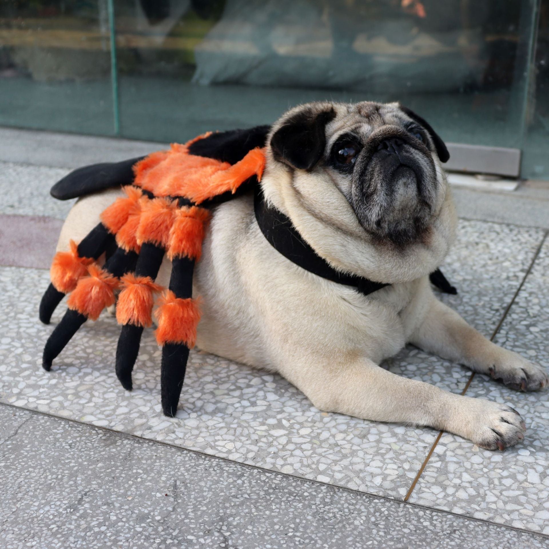 Spider Pet Halloween Costume